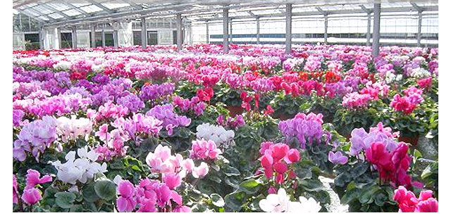 つくば市の花卉生産直売 中根園芸 シクラメン等花 観賞植物 ガーデニング 園芸用の花苗 野菜苗